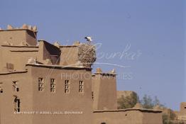 Image du Maroc Professionnelle de  Un nid de cigognes sur le toit de l'ancienne Kasbah de  Ouarzazate où résident les berbères du sud du Maroc, Vendredi 22 Août 1997. (Photo / Abdeljalil Bounhar) 